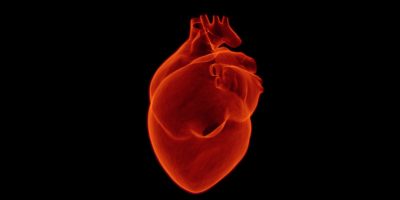 L’allaitement et les risques associés aux maladies cardiovasculaires